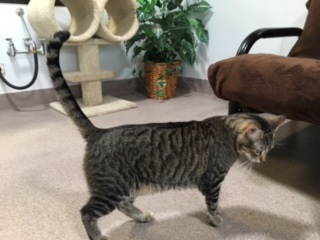 Mr Tabby Mr Tabby